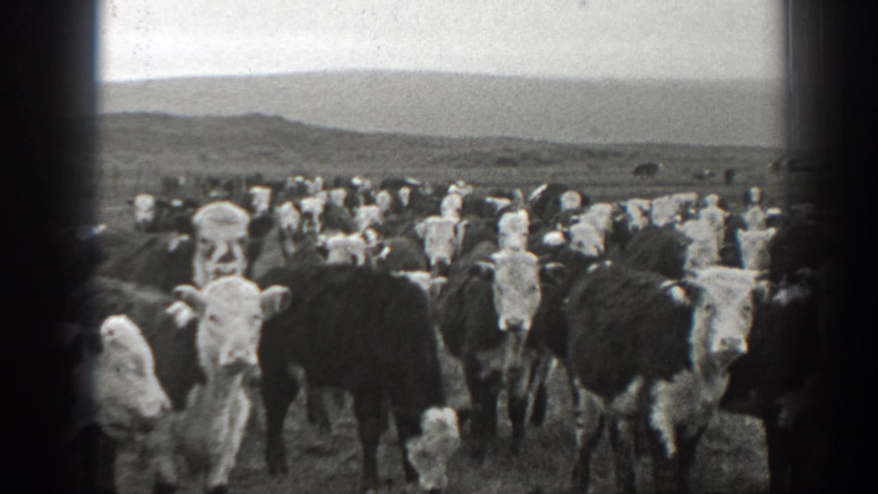 Large herd of black-and-white cattle standing in an open field with low hills behind them.