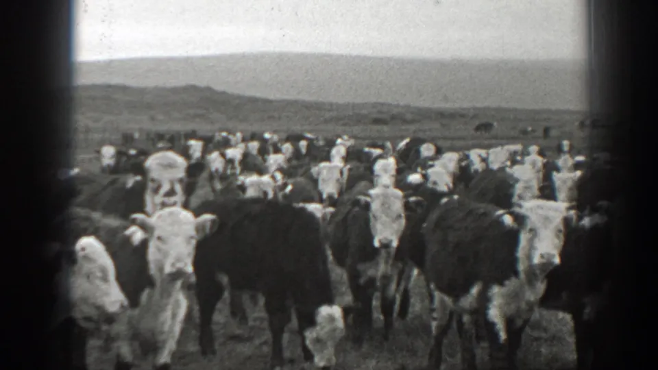 1939 Montana 8mm frame showing a large cattle herd in open grassland, with several cows facing the camera and low hills on the horizon.