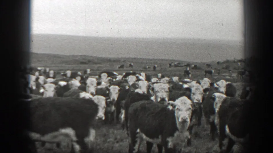 1939 Montana 8mm frame of cattle standing and moving through open grassland under a pale overcast sky.