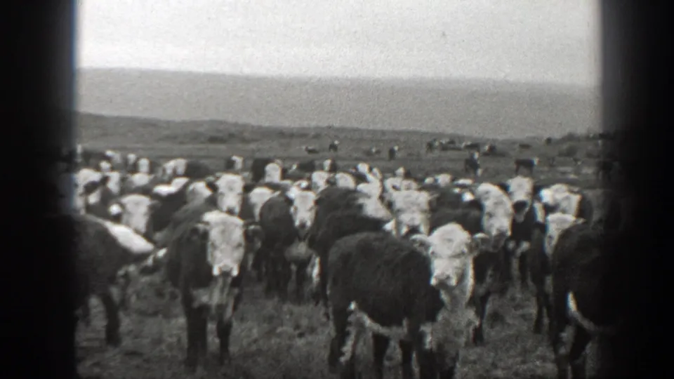 Black-and-white 8mm view of a Montana cattle herd clustered in open pasture, with low hills and an overcast sky in the distance.