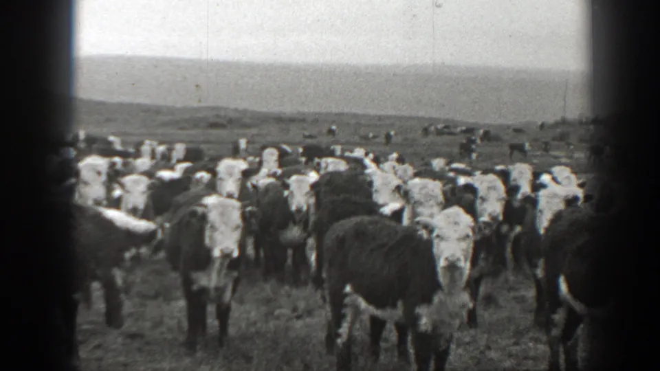 1939 Montana home-movie frame showing cows standing in a broad open field, with a soft hillside horizon and darkened film edges.
