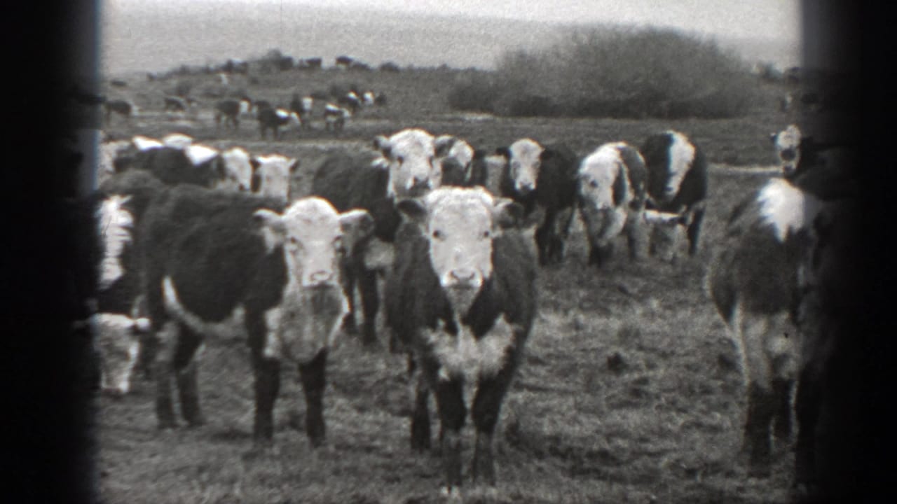 1939 Montana 8mm frame showing white-faced cattle close to the camera in an open grassy field.