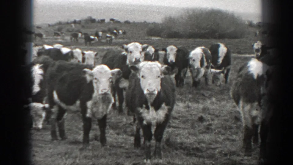 1939 Montana 8mm frame showing white-faced cattle close to the camera in an open grassy field.