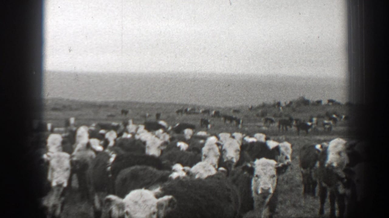 A dense herd of cattle fills the foreground with hills in the distance.