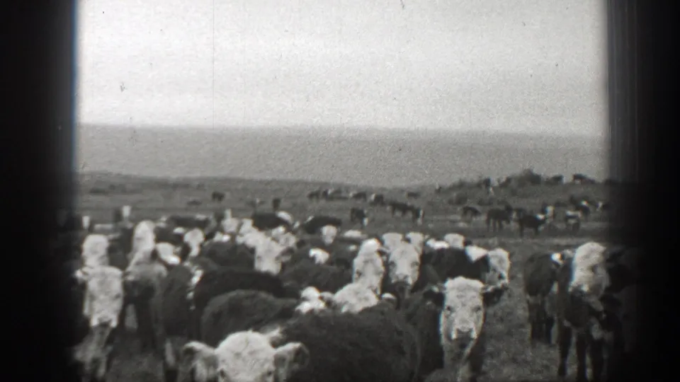 Black-and-white 8mm view of a crowded Montana cattle herd across open grassland in 1939.