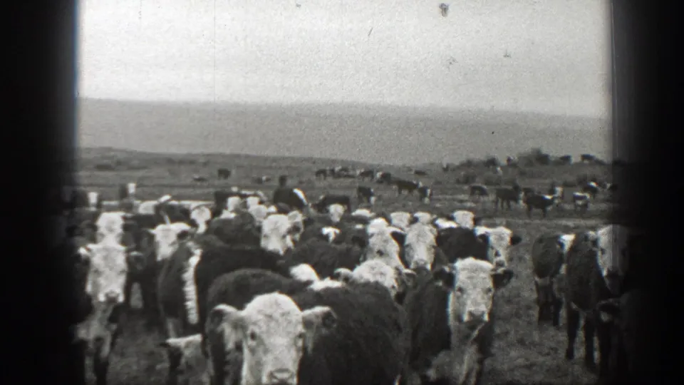 1939 Montana home-movie frame of cattle packed in the foreground against an open rural horizon.