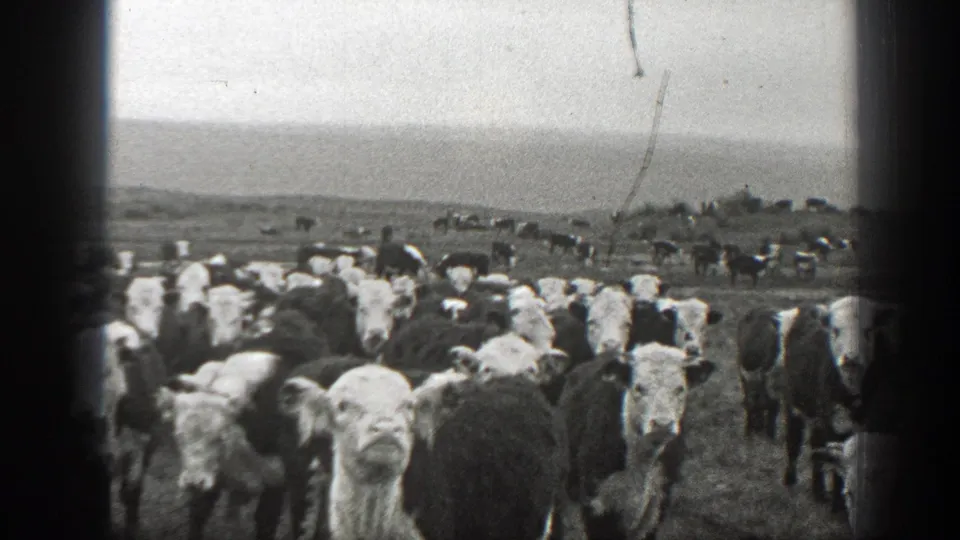 Black-and-white 8mm Montana frame with cows facing the lens in a crowded grassy field, 1939.