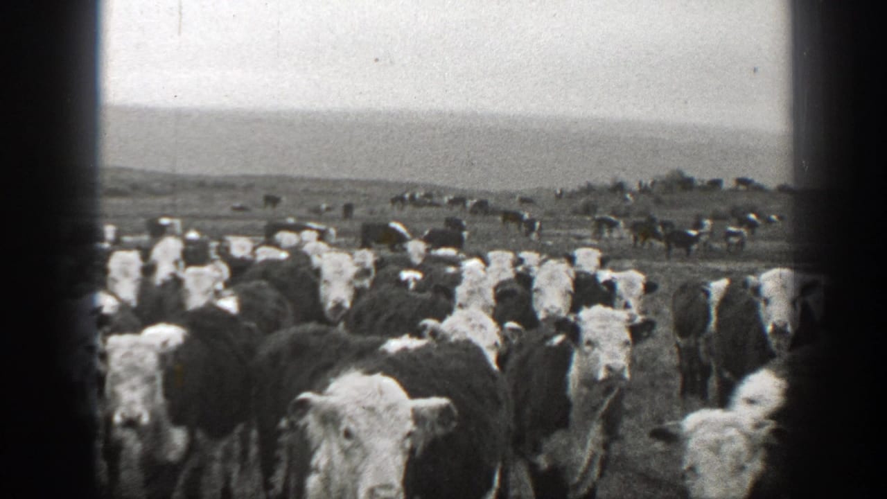 Herd of black-and-white cattle in an open field beneath a pale sky.