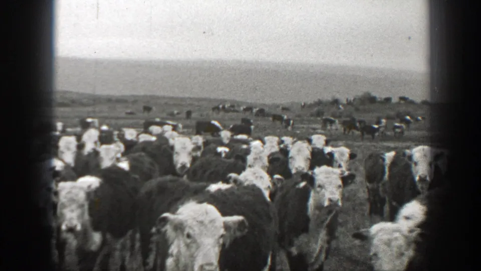 1939 Montana 8mm frame showing a herd of black-and-white cattle standing and moving across open pasture.