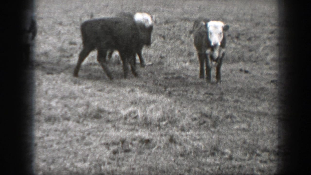 1939 Montana home-movie frame with two cows on rough open pasture, one dark cow side-on and one white-faced cow front-facing.