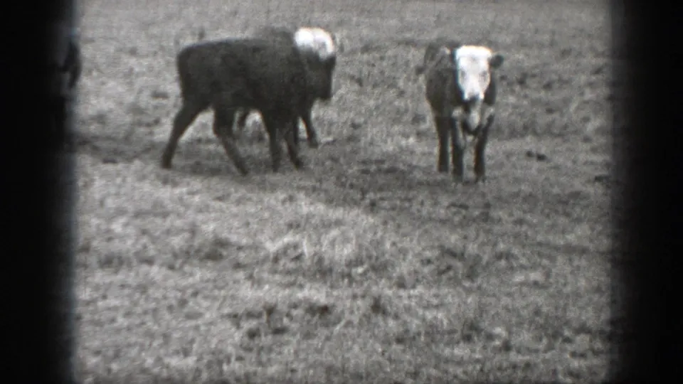 1939 Montana home-movie frame with two cows on rough open pasture, one dark cow side-on and one white-faced cow front-facing.