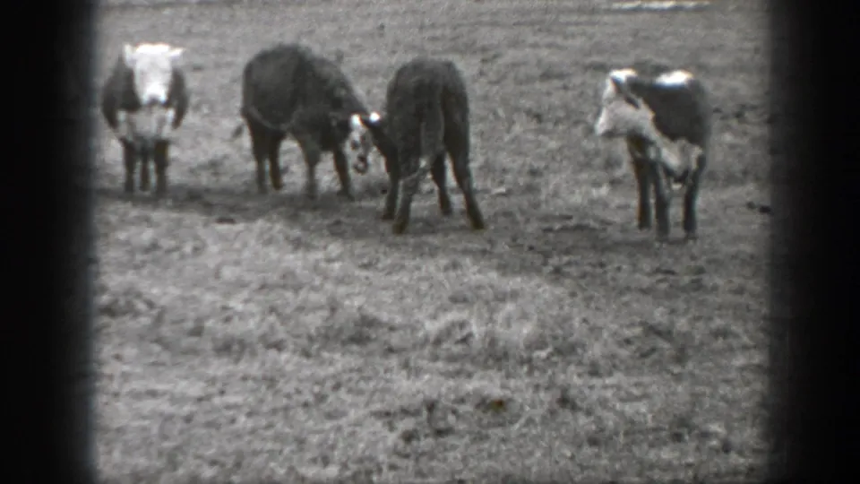 1939 Montana 8mm frame showing several cows in open pasture, with two animals lowering their heads as if butting or grazing.