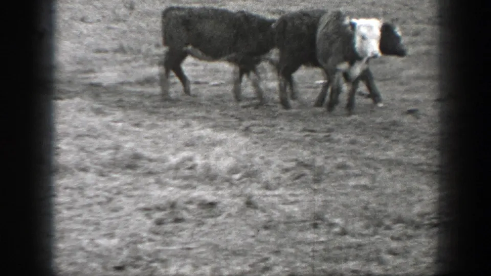 1939 Montana home-movie frame with three cows moving across rough pasture, one white-faced cow closest to the camera.