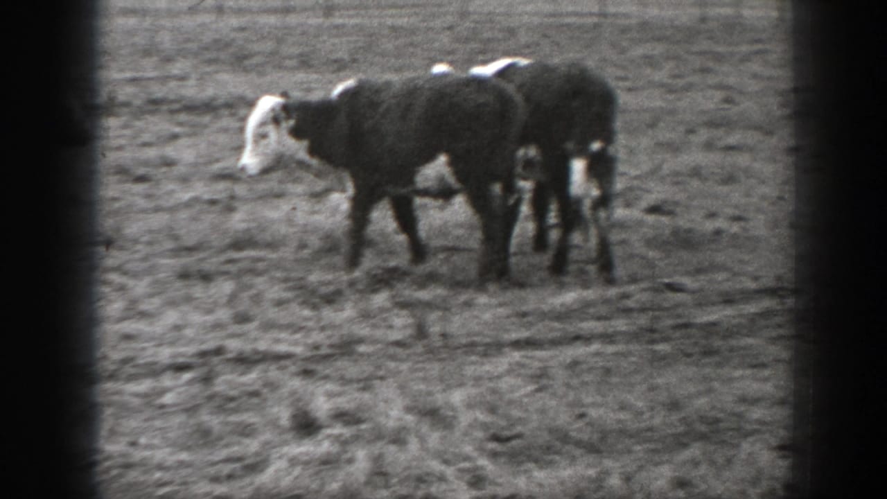 Two cattle standing on rough open ground in black-and-white footage.