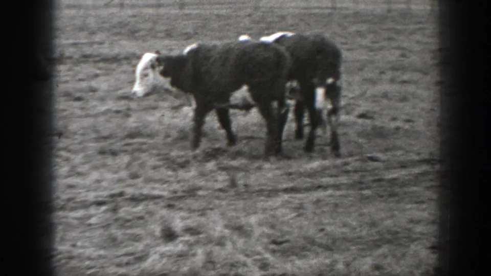 Two black and white cattle stand in an open Montana pasture in 1939 home-movie footage.