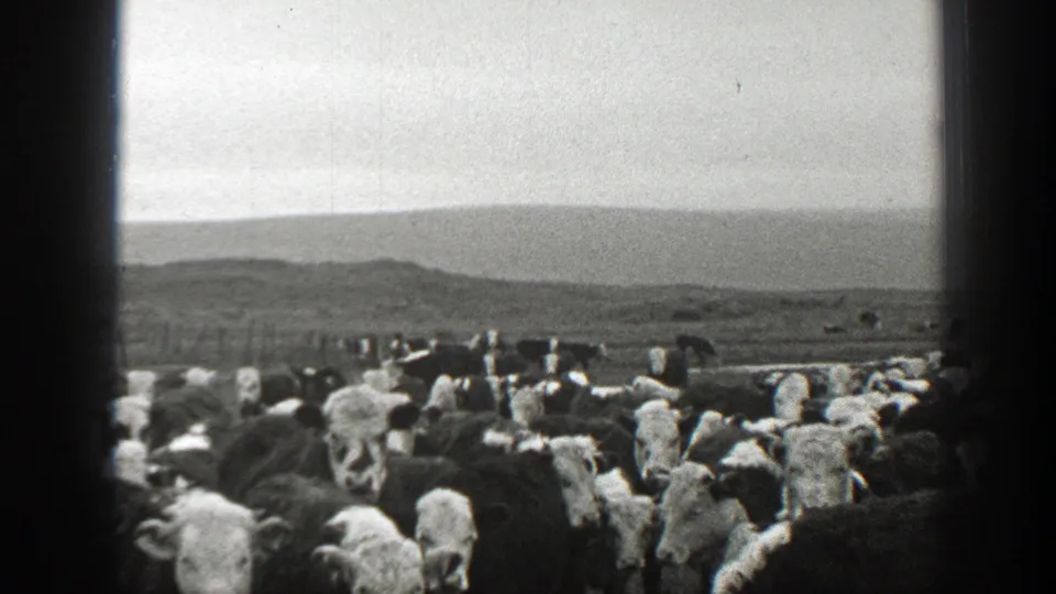 A herd of cattle fills an open Montana pasture with low hills in the distance, filmed in black and white.