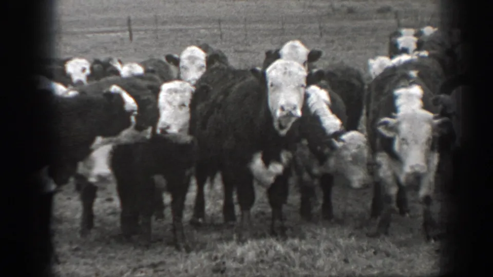 Several cattle, including white-faced animals, stand near the camera in a 1939 Montana pasture scene.