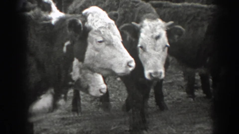Close 1939 Montana home-movie view of cattle heads clustered together within the herd.