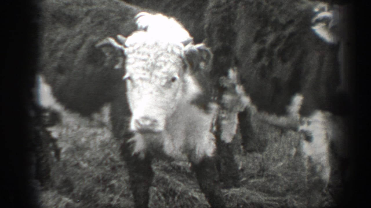 Close view of cattle facing the camera in a grassy field.