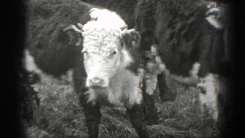 Black-and-white 1939 Montana home-movie frame showing cattle faces close to the camera in a pasture.