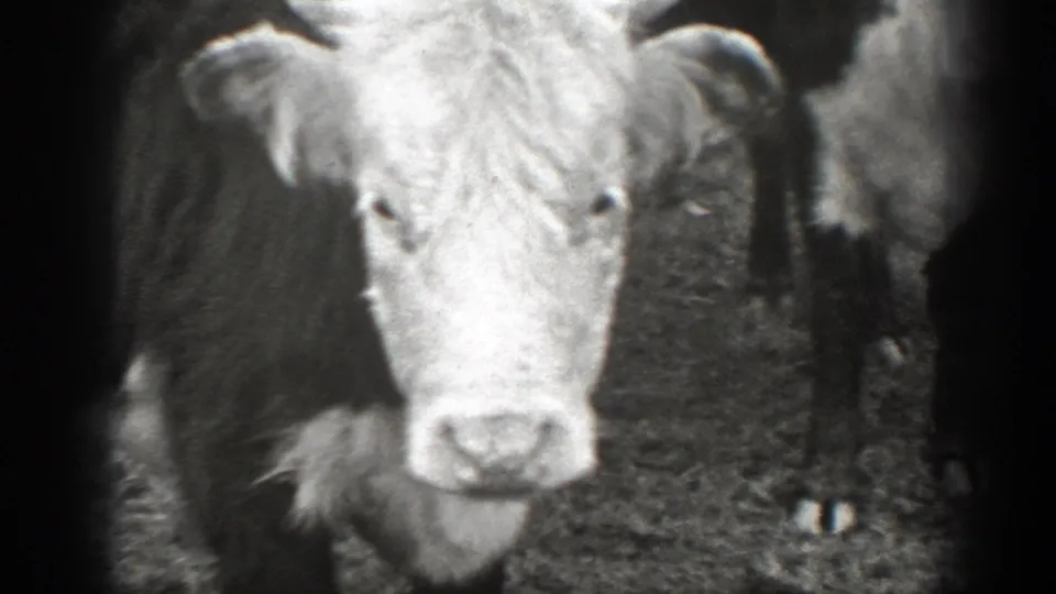 Close black-and-white frame of a white-faced bovine among the herd, with soft 8mm focus and dark frame edges.