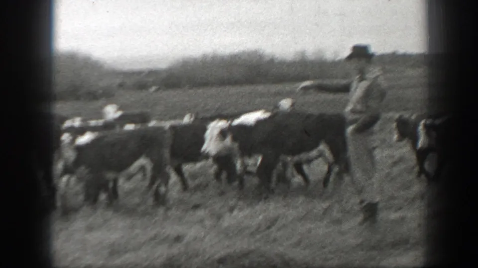1939 Montana ranch footage frame with a hat-wearing person guiding cattle across an open pasture.