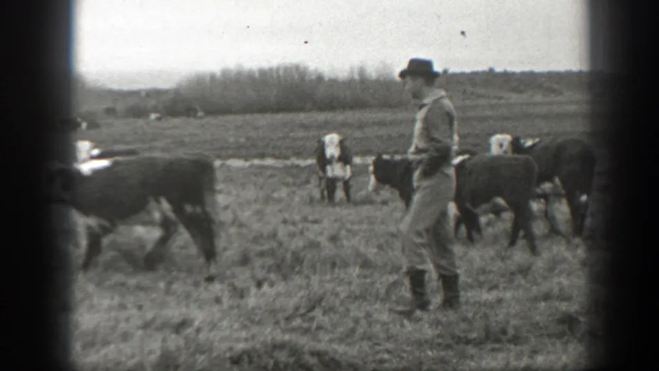 Black-and-white home-movie frame of a Montana ranch worker standing with cattle in an open field around 1939.