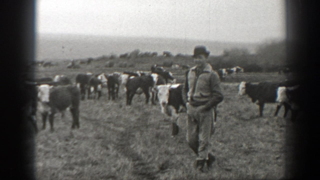 In 1939 Montana footage, a man in work clothes walks across an open field among grazing and moving cattle.