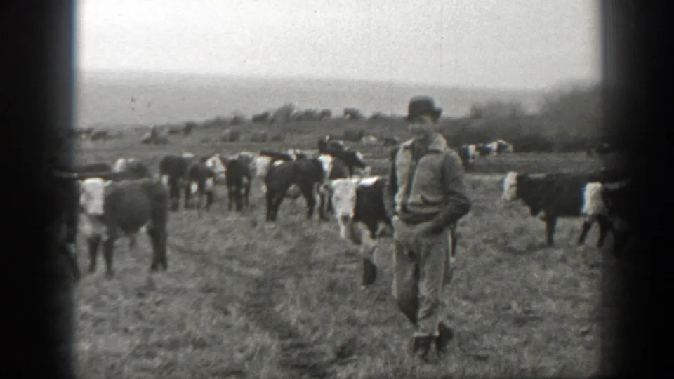 In 1939 Montana footage, a man in work clothes walks across an open field among grazing and moving cattle.