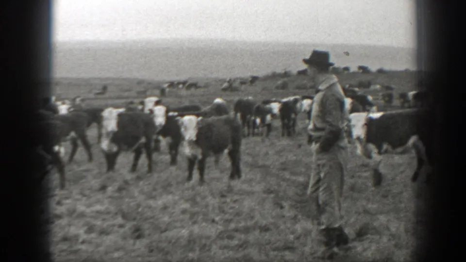 The man stands at the edge of a black-and-white cattle herd in a Montana pasture, with open land beyond.