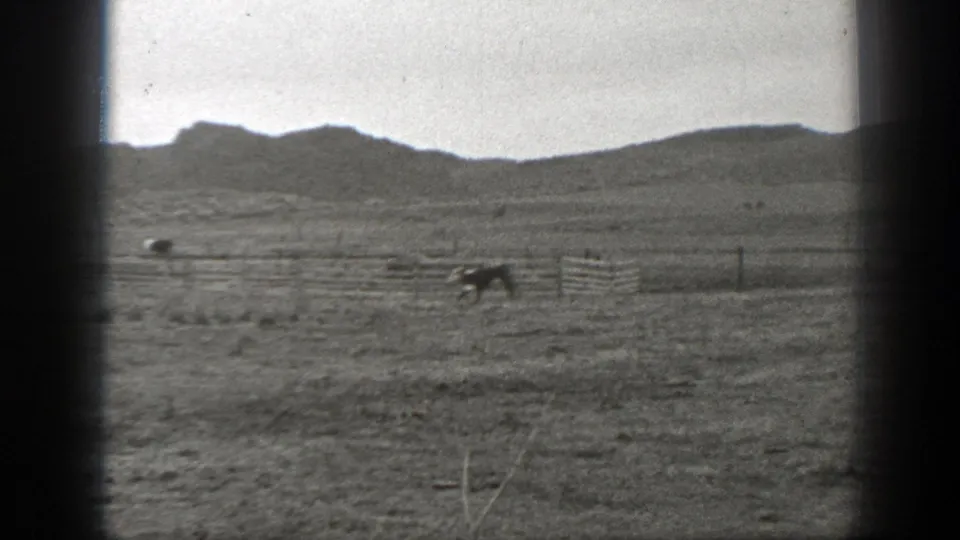Two cattle run across a broad Montana field near fencing, with low hills visible in the background.