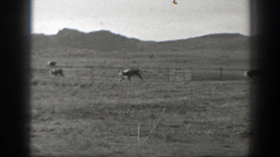 Cattle continue running across the open Montana pasture, framed by fence lines and low hills.