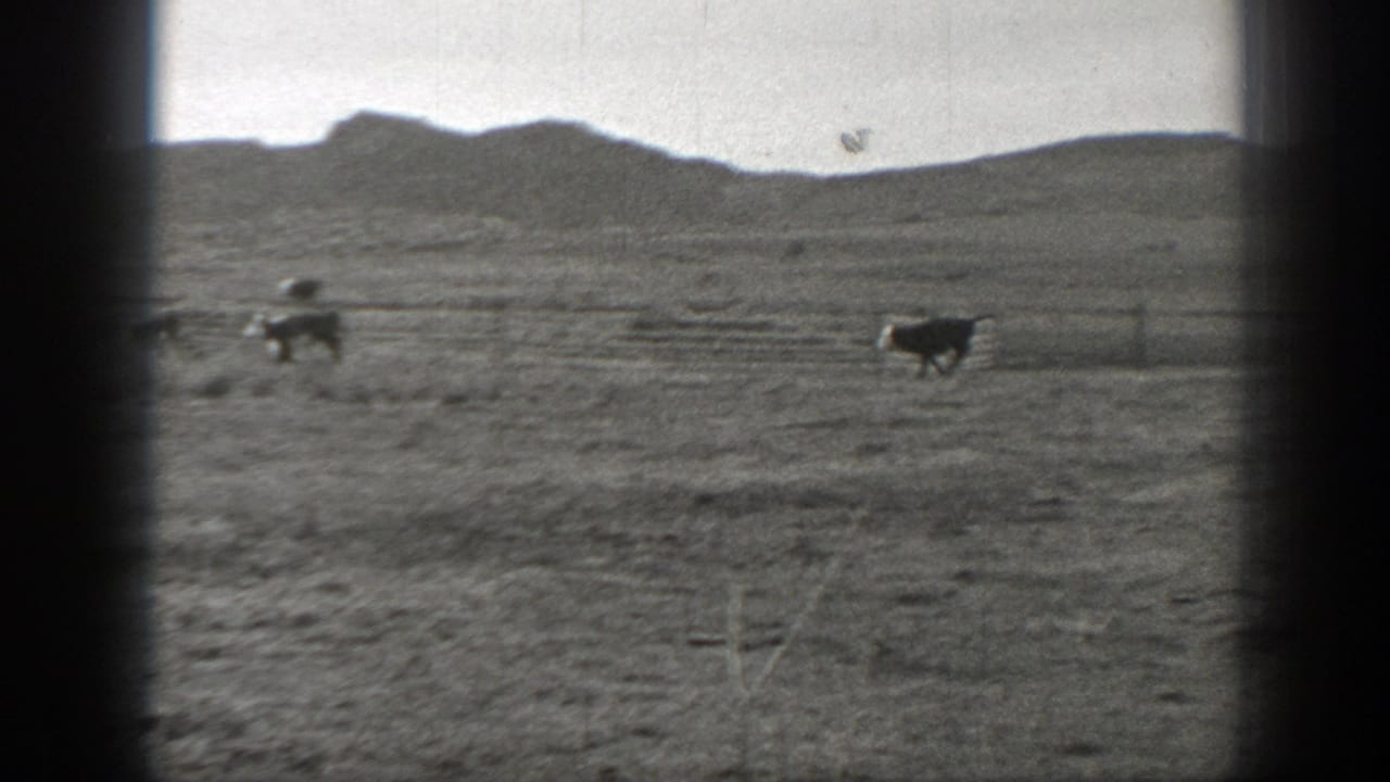 Cattle run across a dry fenced pasture with low hills in the background.