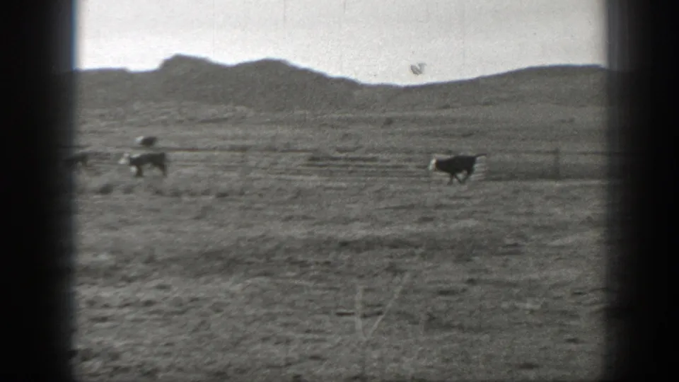 In 1939 Montana ranch footage, cattle move across open pasture near a wooden fence with rolling hills beyond.