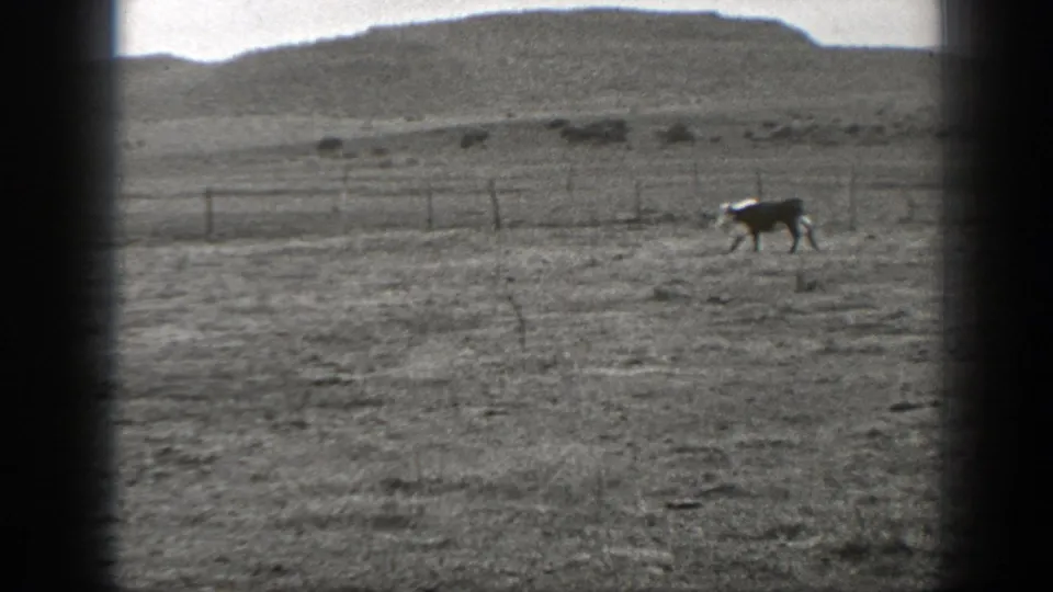 A lone cow runs through dry Montana pasture in black-and-white 8mm footage, with fencing and a low hill behind it.
