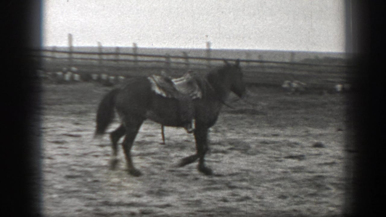 Saddled horse standing in a fenced dirt enclosure with cattle in the background.