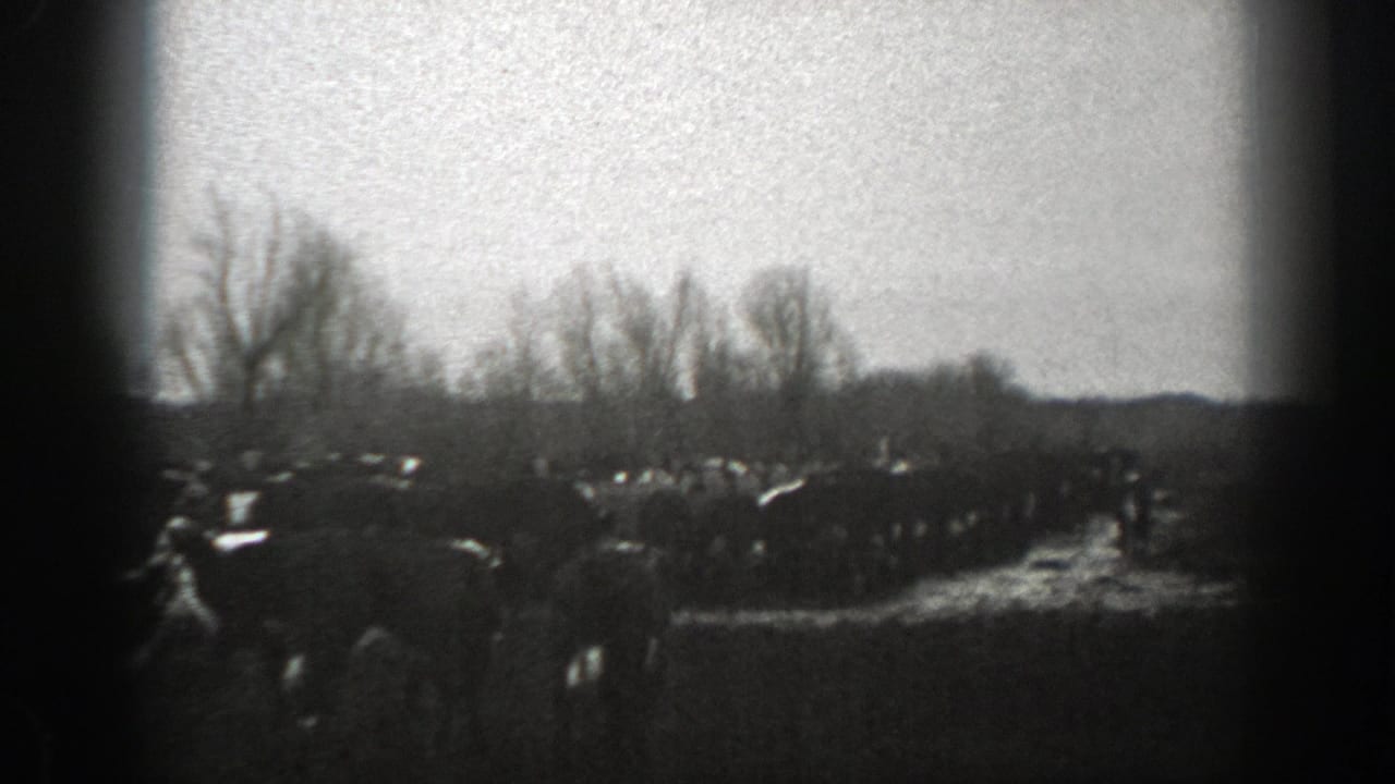 1939 Montana 8mm frame showing cattle spread across a rural pasture with leafless trees and low hills in the background.