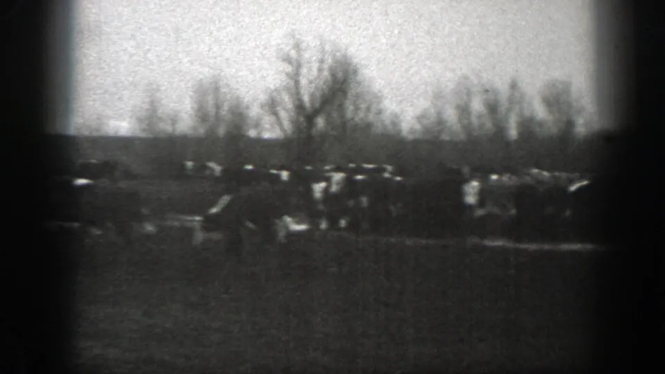 1939 Montana ranch footage frame with cattle scattered across pasture under a pale sky, with trees and hills beyond.