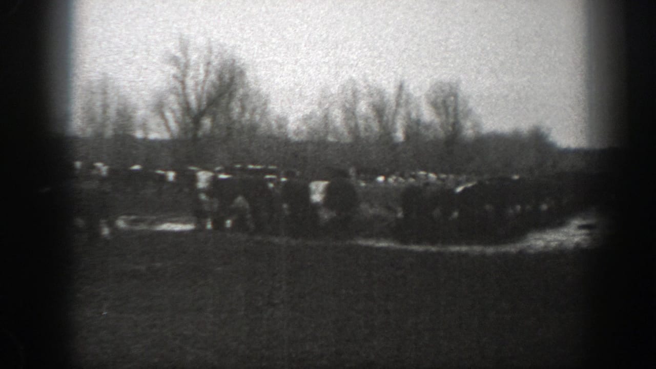 Cattle gathered behind a wooden fence in an open rural pen.