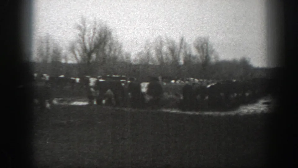 1939 Montana home-movie frame showing cattle clustered near wooden fencing under bare trees.