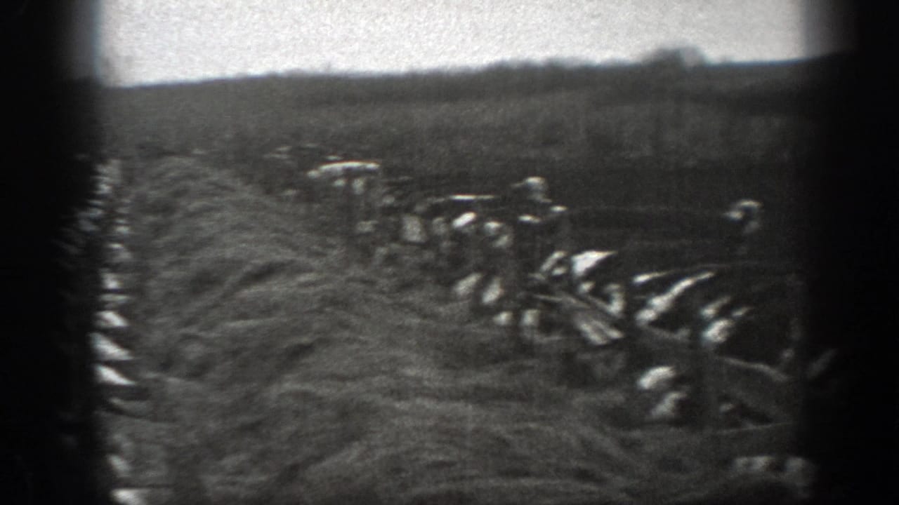 Cattle appear to move through a narrow wooden chute on a Montana farm in 1939.