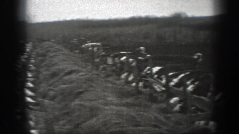 Cattle appear to move through a narrow wooden chute on a Montana farm in 1939.