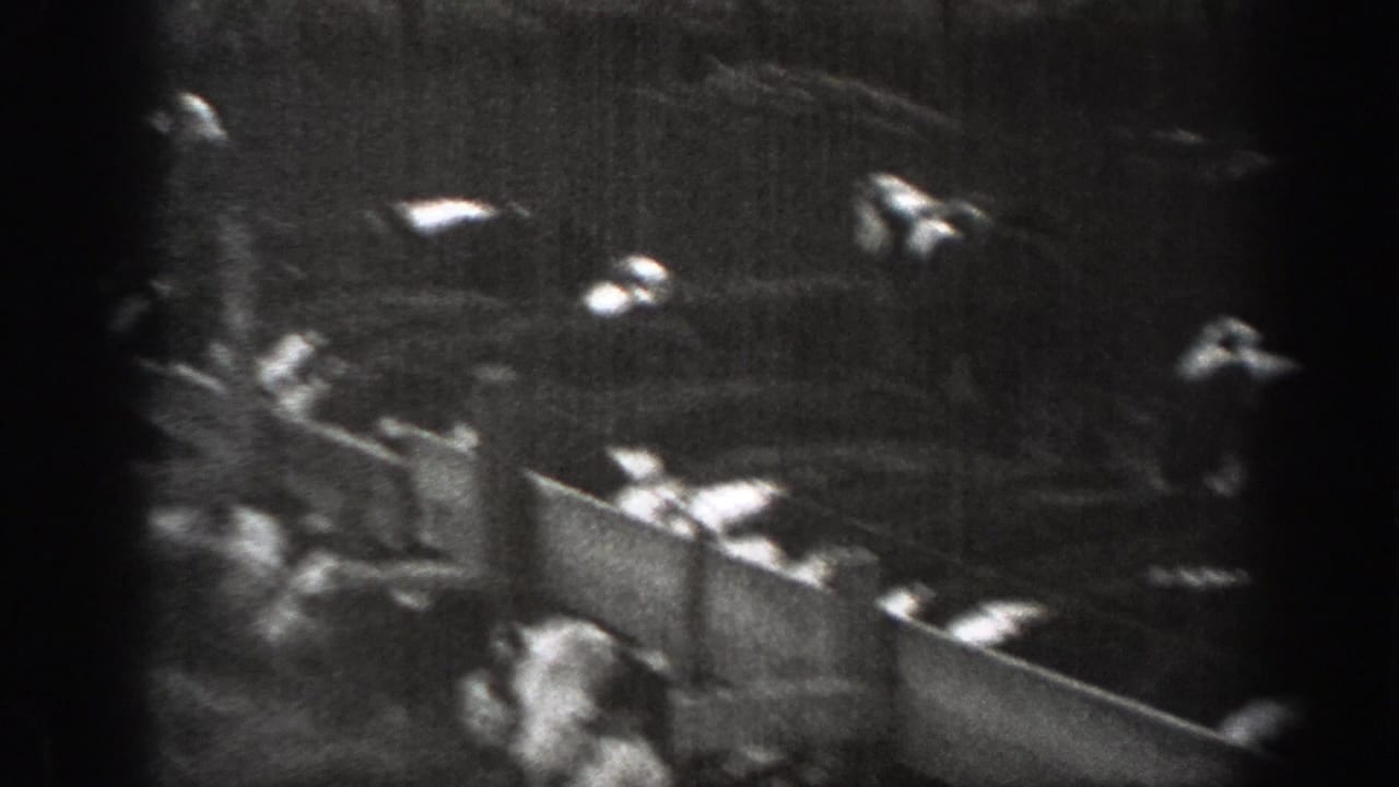 Grainy 8mm frame of cattle pressed near wooden rails inside a rural Montana pen.