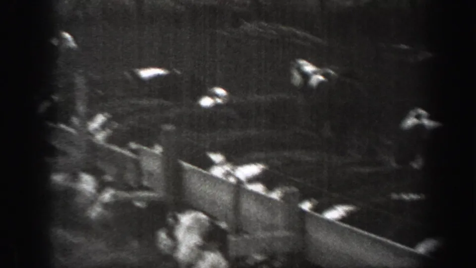 Grainy 8mm frame of cattle pressed near wooden rails inside a rural Montana pen.