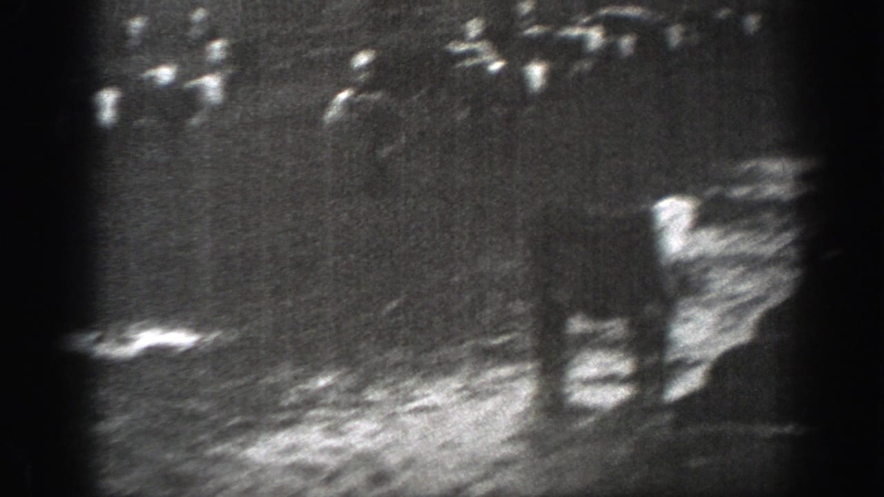Several cows scattered across a dark grassy field in grainy black-and-white footage.