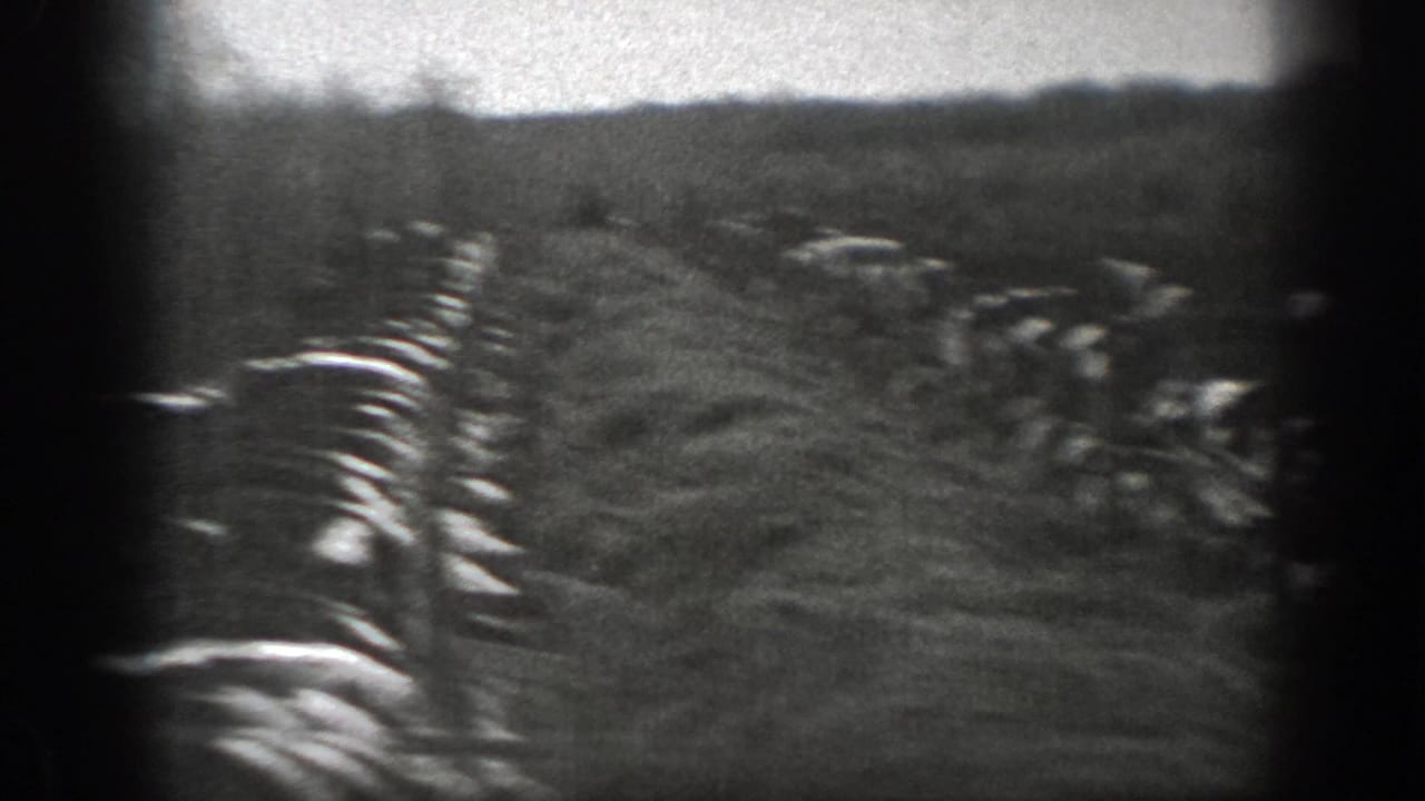 Black-and-white Montana farm frame with cows along pale hay or field rows, distant landforms, and a soft handheld 8mm look.