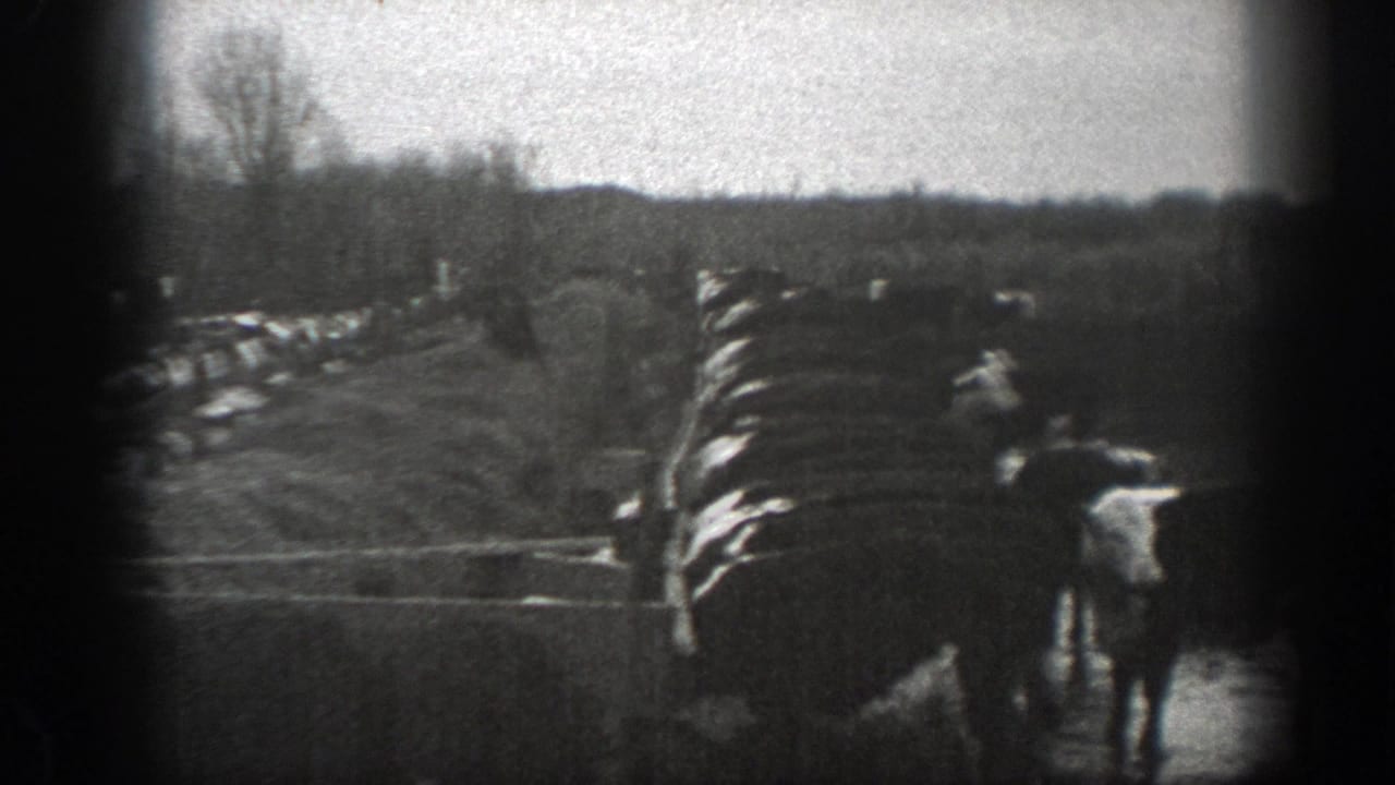 1939 Montana 8mm frame with cattle drinking or standing at a muddy waterhole beside a wooden fence and leafless trees.