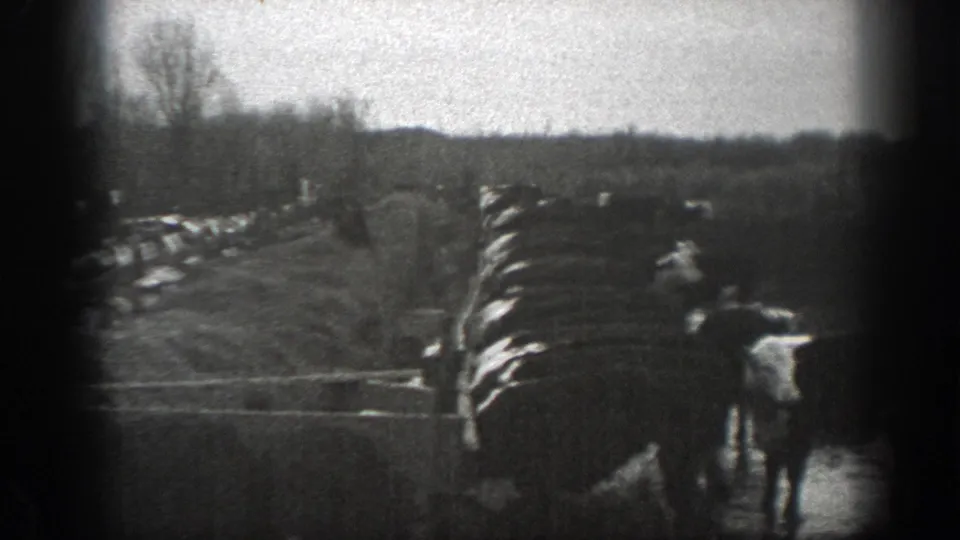 1939 Montana 8mm frame with cattle drinking or standing at a muddy waterhole beside a wooden fence and leafless trees.