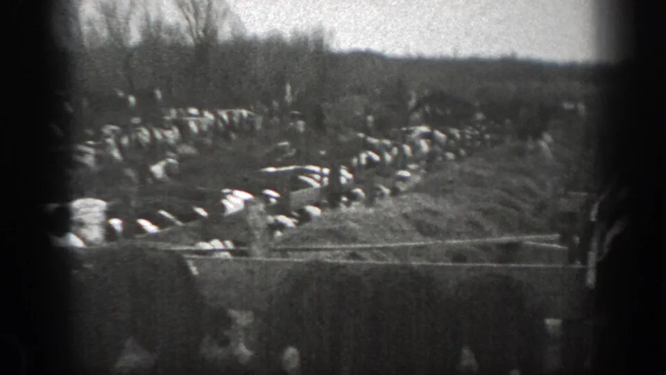 1939 Montana 8mm frame showing many cattle around a muddy waterhole, seen past wooden fence rails and winter-bare trees.