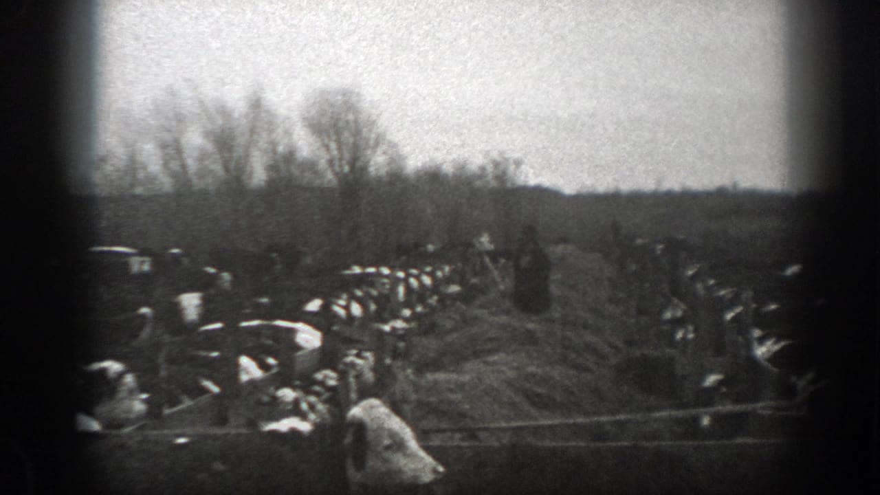 Farmer standing near hay with cows gathered on both sides in a rural field.